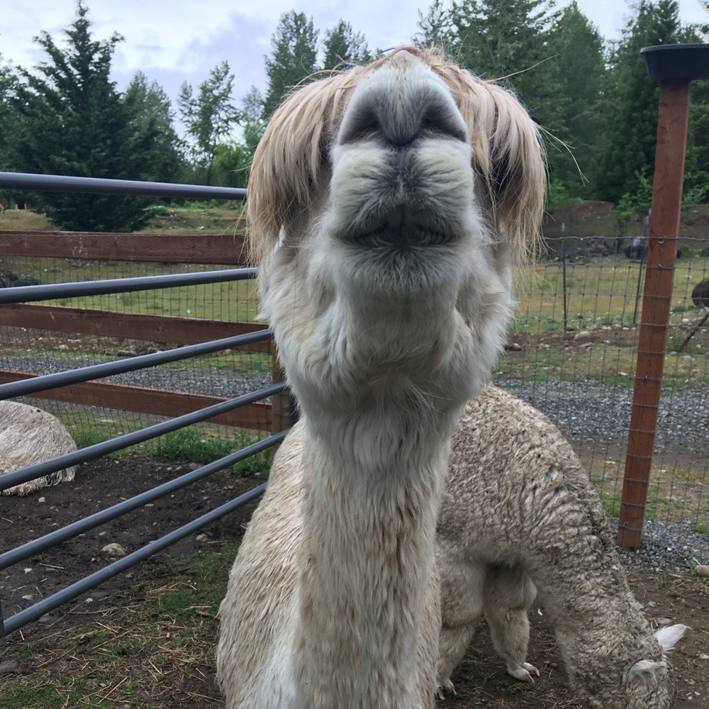 Meet your Posh Ambassador, Midge